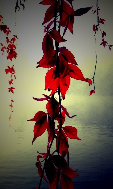 Ветви красного дерева обои