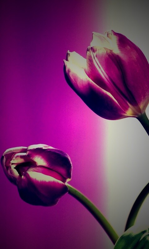 Сиреневые цветы обои