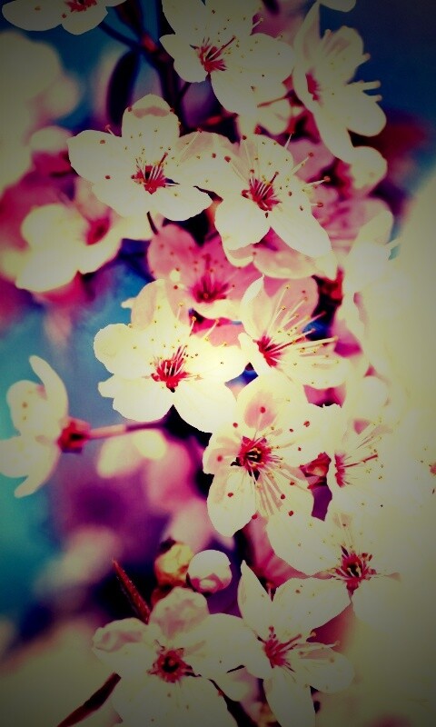 Цветение вишни обои