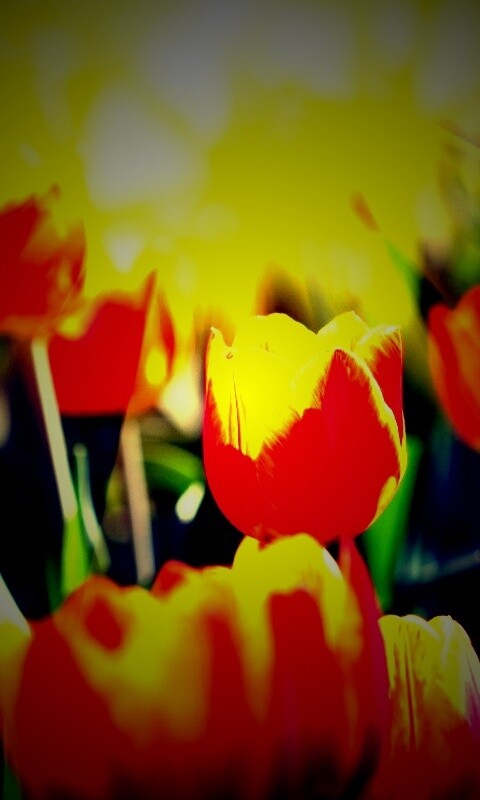 Солнечные тюльпаны обои
