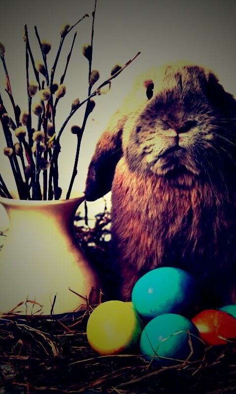 Пасхальный кролик обои