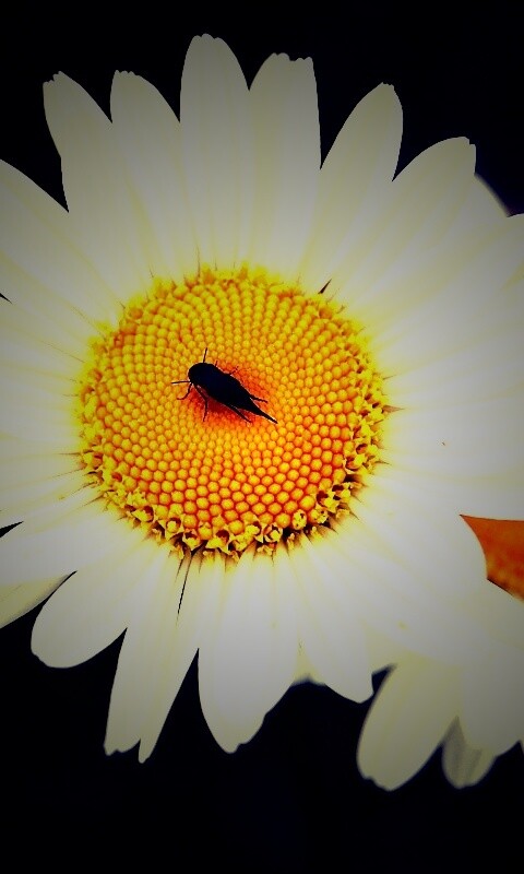 Ромашки обои