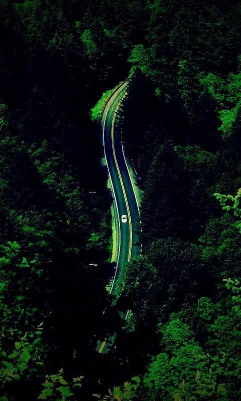 Лесная трасса обои