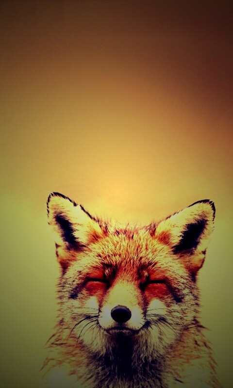 ^_^ Fox обои