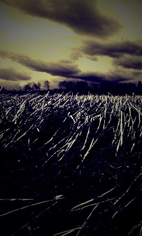 Убранное поле обои