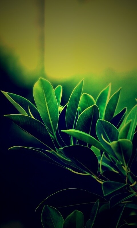 Листья обои