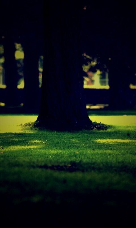 Ствол дерева обои