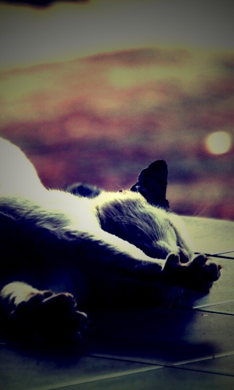 Потягивающаяся кошка обои