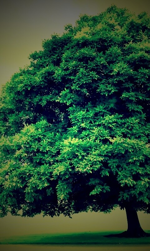 Зеленое ирландское дерево обои