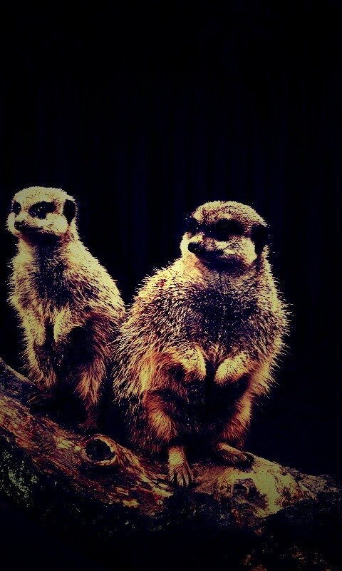 В дозоре обои