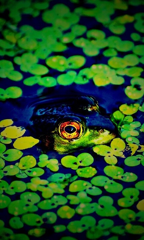 Маленькая лягушка обои
