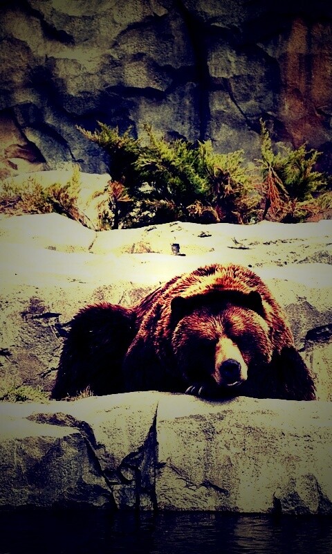 Медведь обои