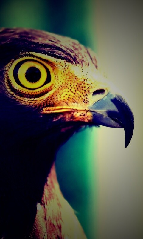 Взгляд орла обои