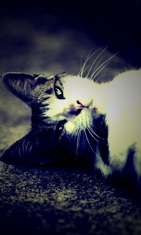 Кот лежит на спине обои
