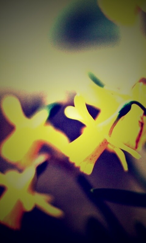 Нарциссы обои