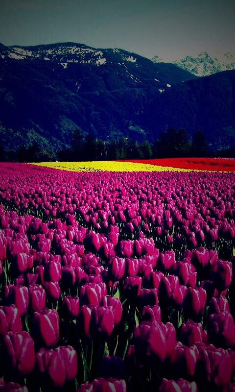 Поле тюльпанов обои
