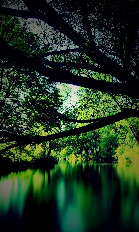 Спокойная лесная река обои