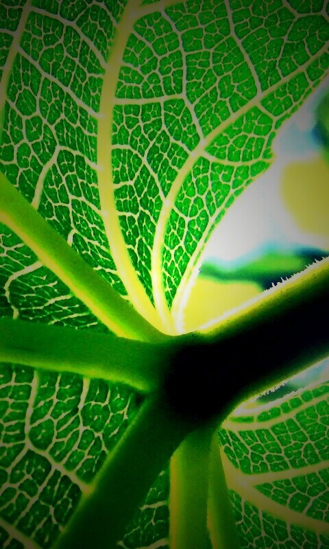 Внутренняя сторона листа обои