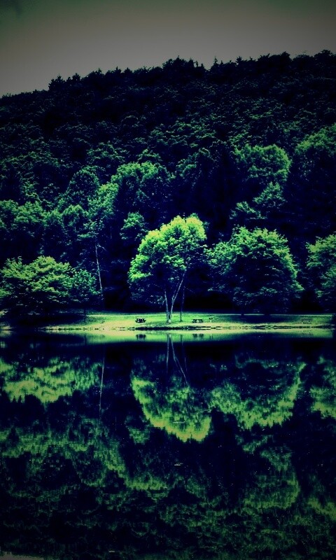 Лесной берег обои