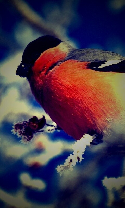 Снегирь на ветке обои