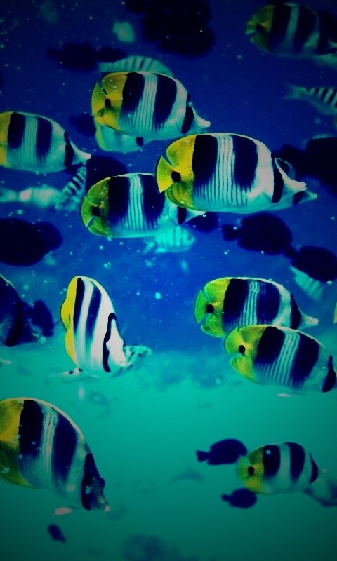 Косяк тропических рыбок обои