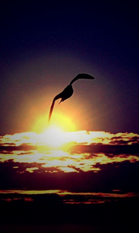 Морская чайка обои