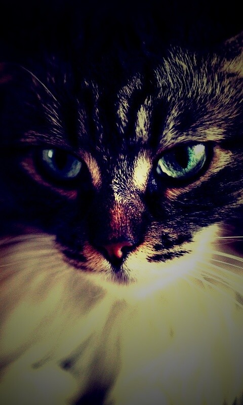 Суровый кот обои