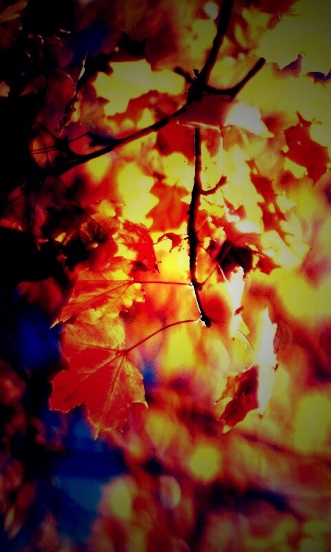 Жёлтые листья обои