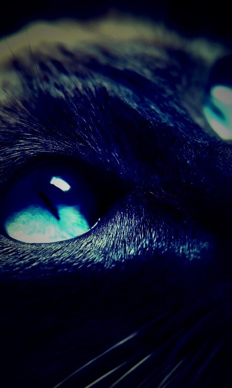 Кот с голубыми глазами обои