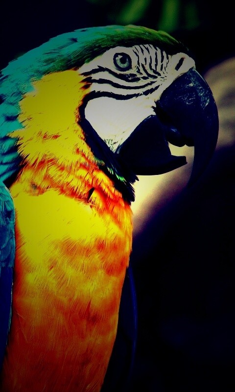 Разноцветынй попугай обои