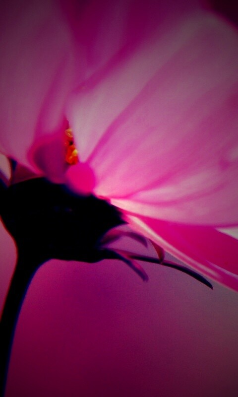 Розовый цветок обои