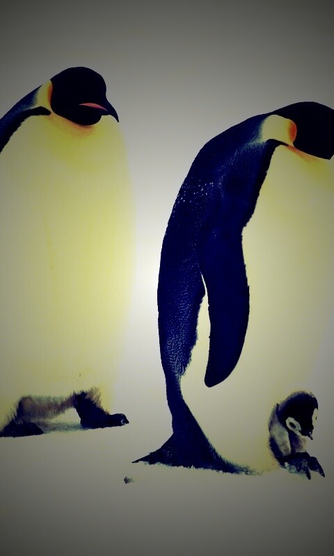 Семья пингвинов обои