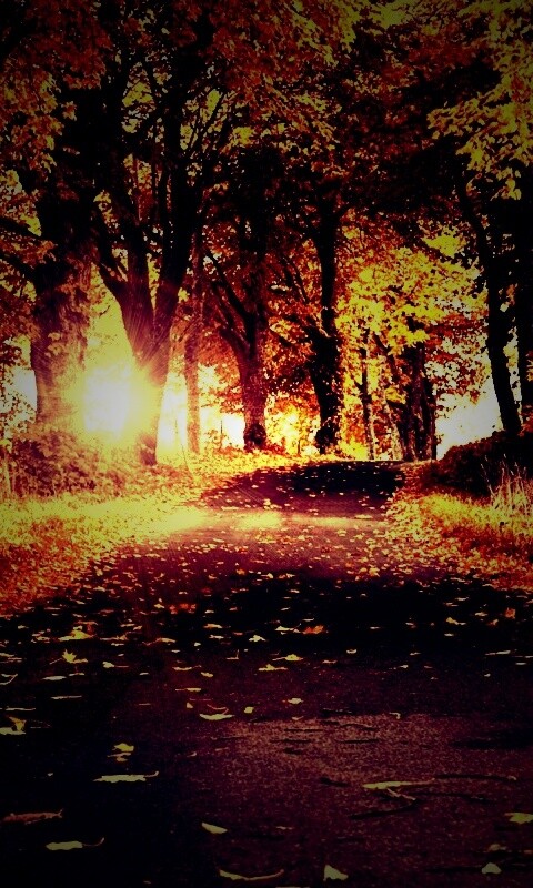 Дорога в осеннем парке обои