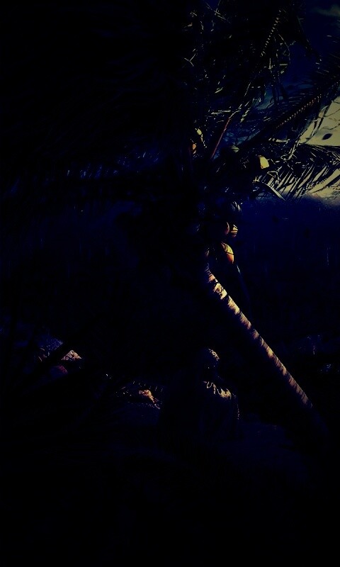 Вид на джунгли обои