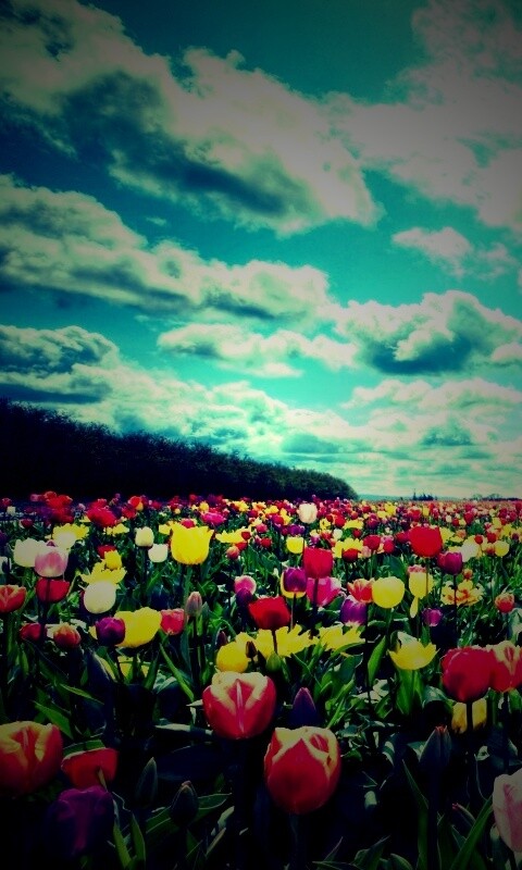Поле тюльпанов обои