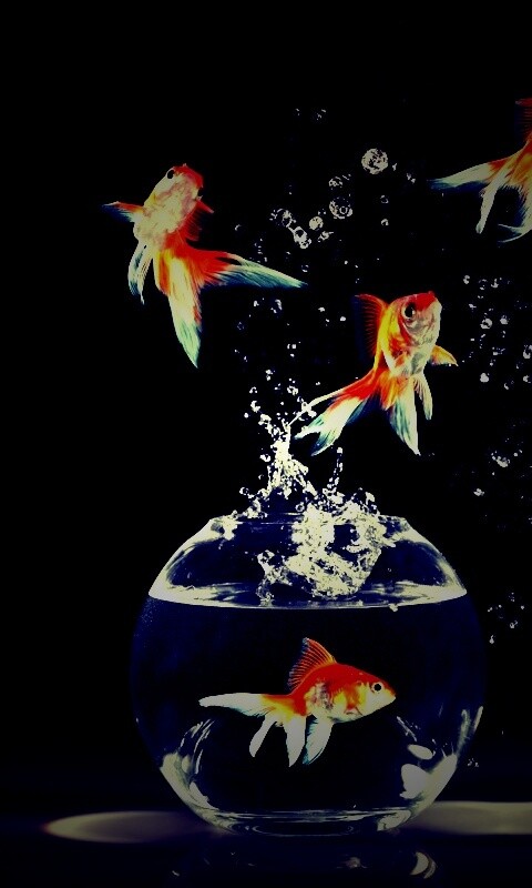 Аквариумы жонглируют рыбами обои