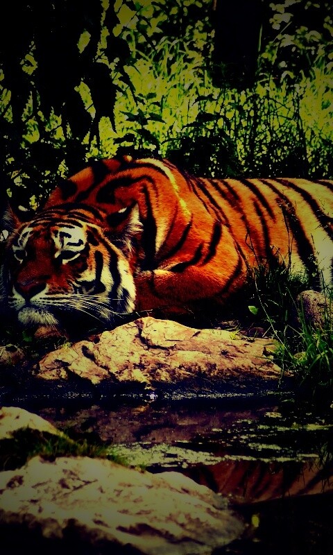 Тигр отдыхает обои
