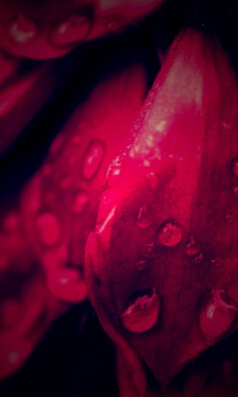 Лепестки обои