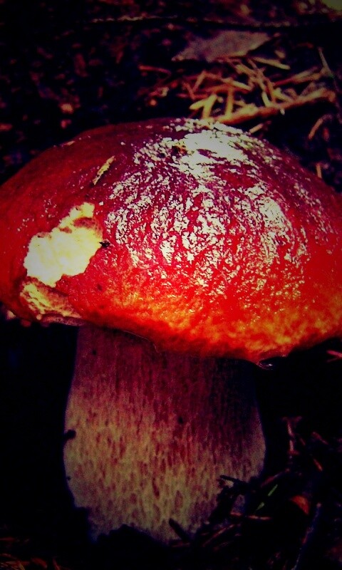 Белый гриб обои