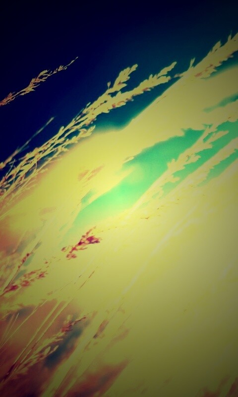 Колосья обои