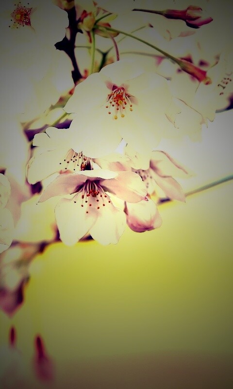 Цветение вишни обои