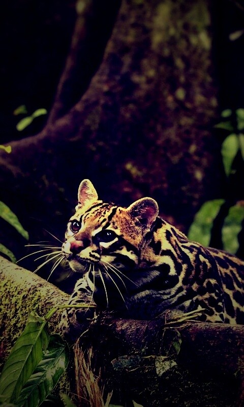 Оцелот обои