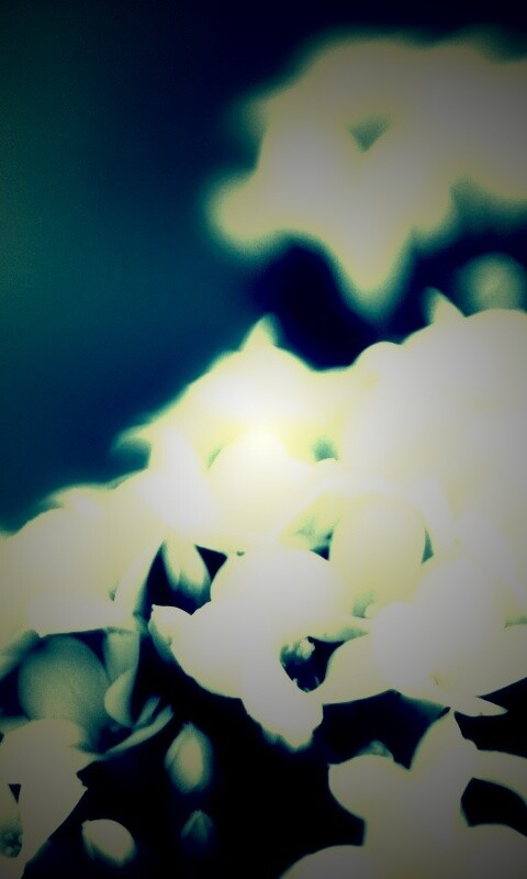 Белоснежные цветочки обои