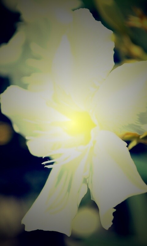 Эухарис, амазонская лилия обои