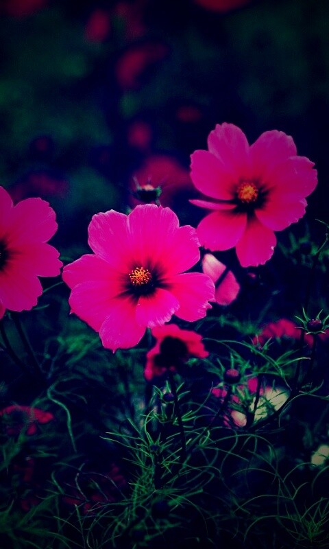 Яркие розовые цветы обои