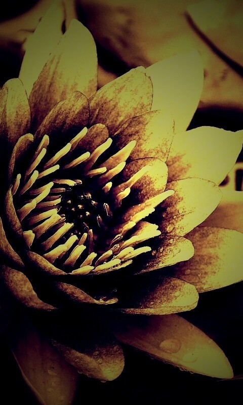 Кувшинка обои