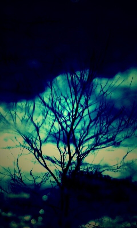 Голые деревья обои