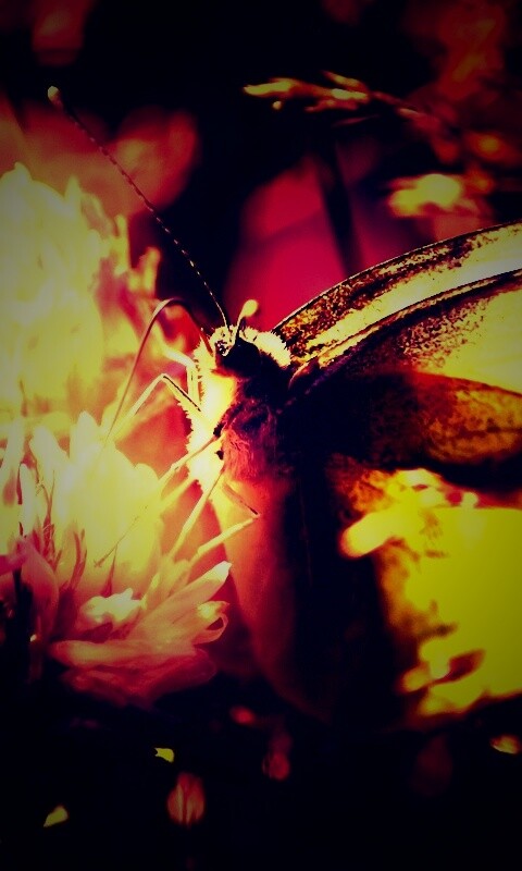 Бабочка на цветке обои