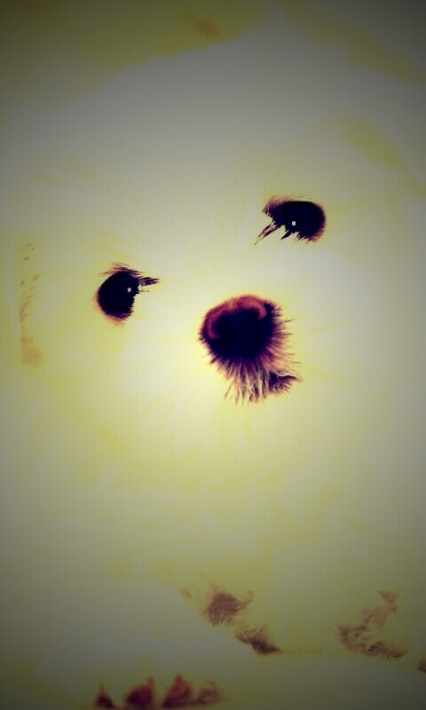 Щенок мальтийской болонки обои