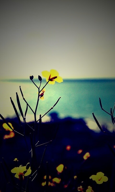 Мелкие жёлтые цветы обои